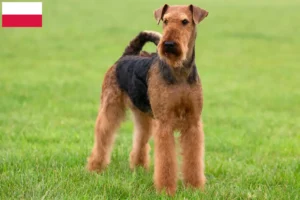 Read more about the article Hodowcy i szczenięta Airedale terrier w Polska