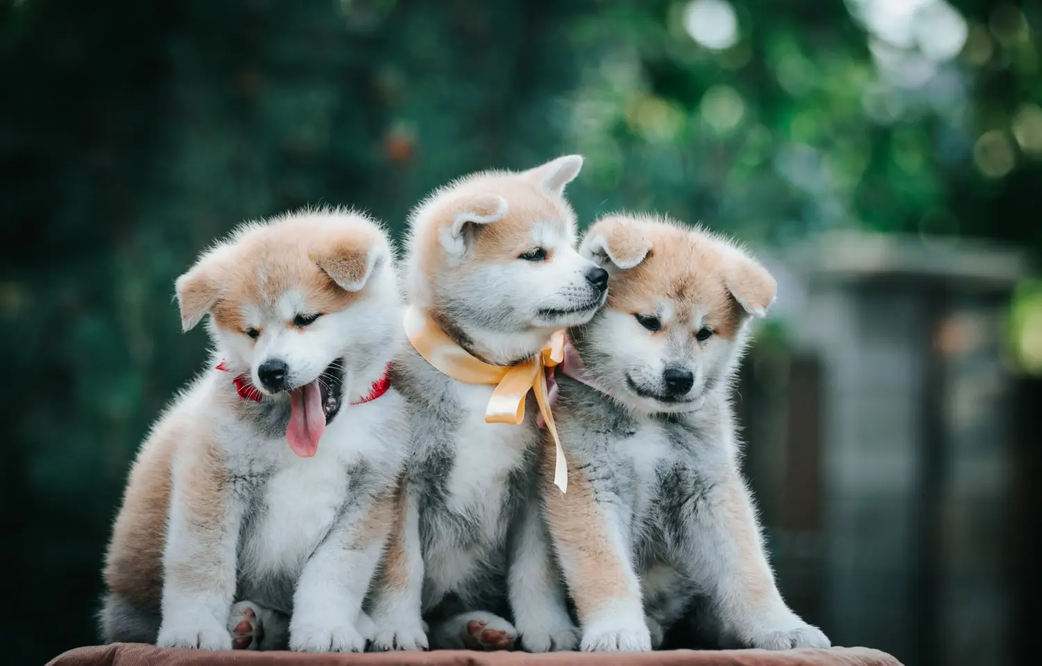 Kupno szczeniaka Akita oznacza wzięcie na siebie odpowiedzialności! Kup szczenięta Akita.