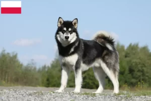 Read more about the article Hodowcy i szczenięta Alaskan malamute w Polska