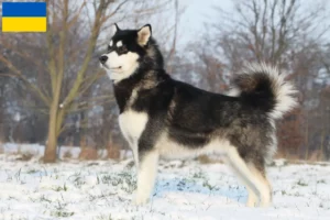 Read more about the article Hodowcy i szczenięta Alaskan malamute w Ukraina