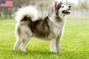 Read more about the article Hodowcy i szczenięta Alaskan malamute w USA