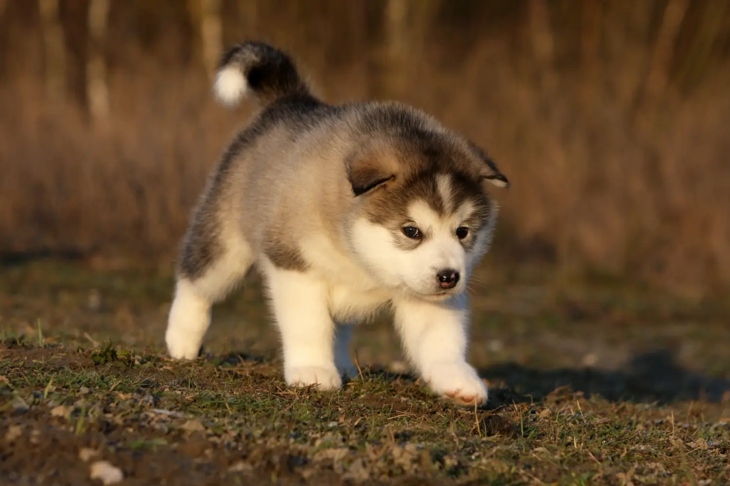 Zakup szczeniaka rasy Alaskan Malamute oznacza wzięcie na siebie odpowiedzialności! Kup szczenięta rasy Alaskan Malamute.