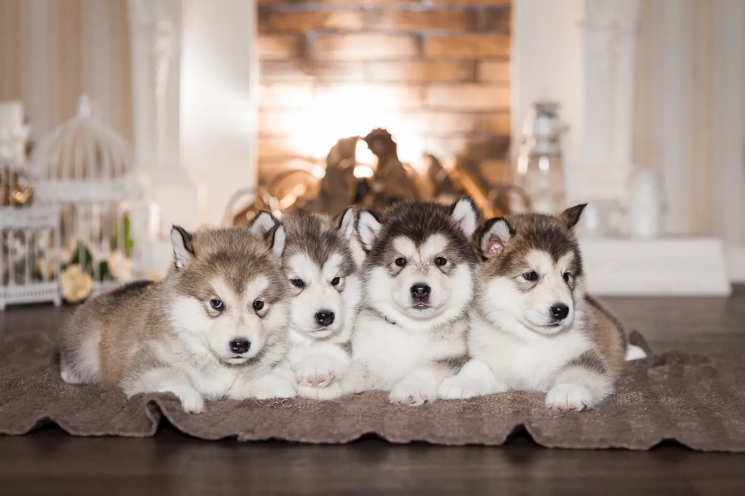 Zakup szczeniaka rasy Alaskan Malamute oznacza wzięcie na siebie odpowiedzialności! Kup szczenięta rasy Alaskan Malamute.