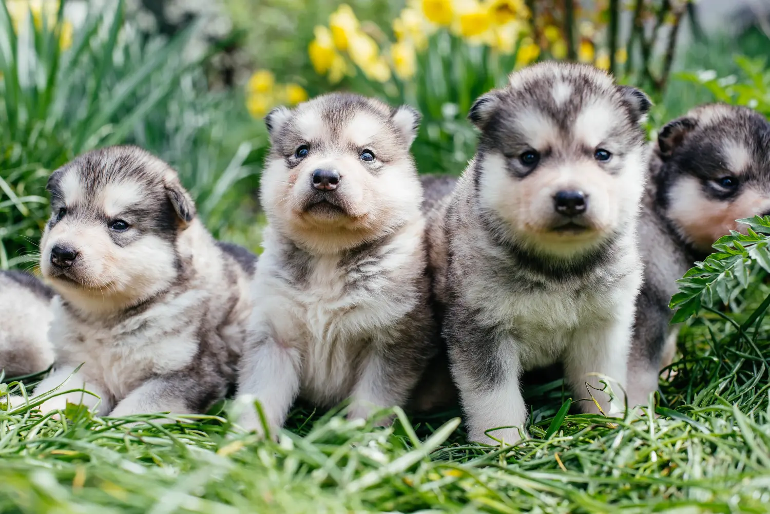 Zakup szczeniaka rasy Alaskan Malamute oznacza wzięcie na siebie odpowiedzialności! Kup szczenięta rasy Alaskan Malamute.