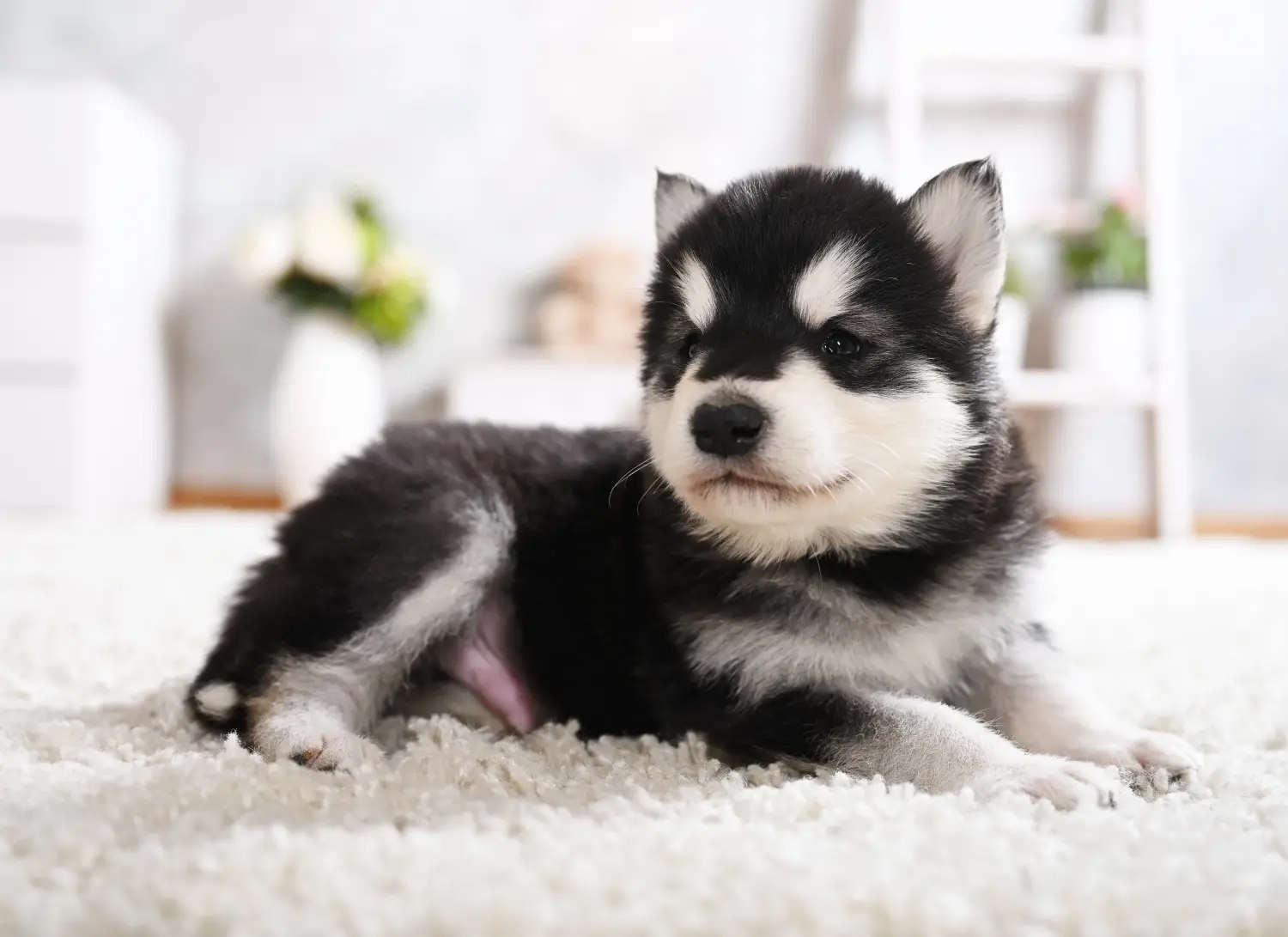Zakup szczeniaka rasy Alaskan Malamute oznacza wzięcie na siebie odpowiedzialności! Kup szczenięta rasy Alaskan Malamute.