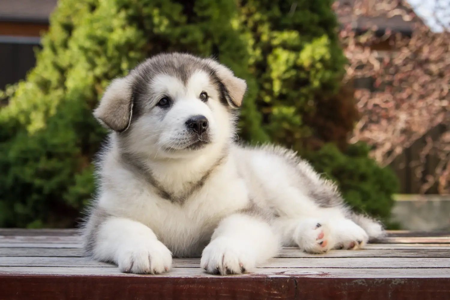 Zakup szczeniaka rasy Alaskan Malamute oznacza wzięcie na siebie odpowiedzialności! Kup szczenięta rasy Alaskan Malamute.