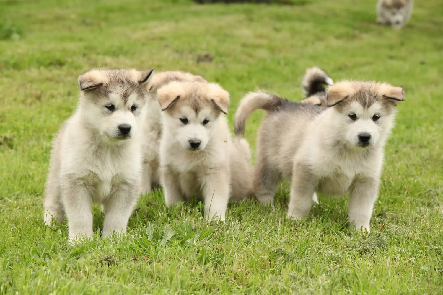 Zakup szczeniaka rasy Alaskan Malamute oznacza wzięcie na siebie odpowiedzialności! Kup szczenięta rasy Alaskan Malamute.