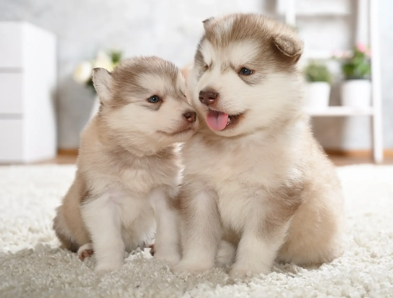 Zakup szczeniaka rasy Alaskan Malamute oznacza wzięcie na siebie odpowiedzialności! Kup szczenięta rasy Alaskan Malamute.