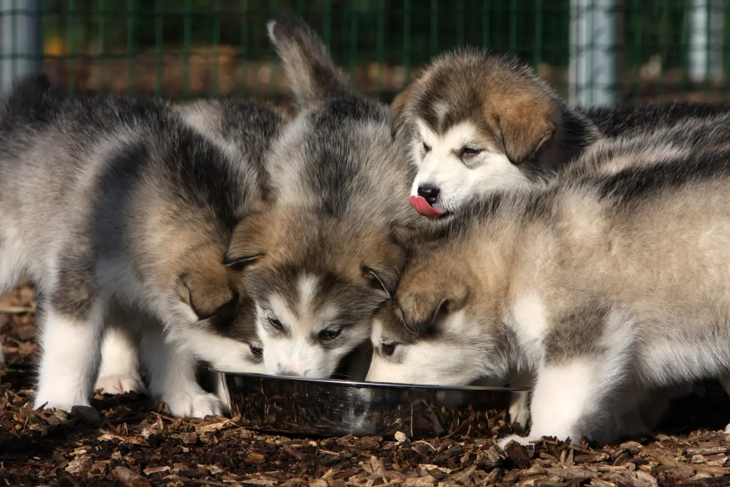 Zakup szczeniaka rasy Alaskan Malamute oznacza wzięcie na siebie odpowiedzialności! Kup szczenięta rasy Alaskan Malamute.