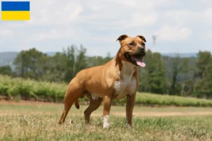 Read more about the article Hodowcy i szczenięta American Staffordshire Terrier w Ukraina