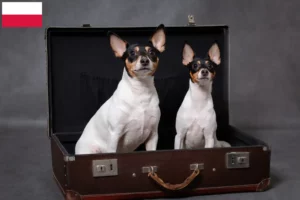 Read more about the article American Toy Terrier hodowcy i szczenięta w Polska