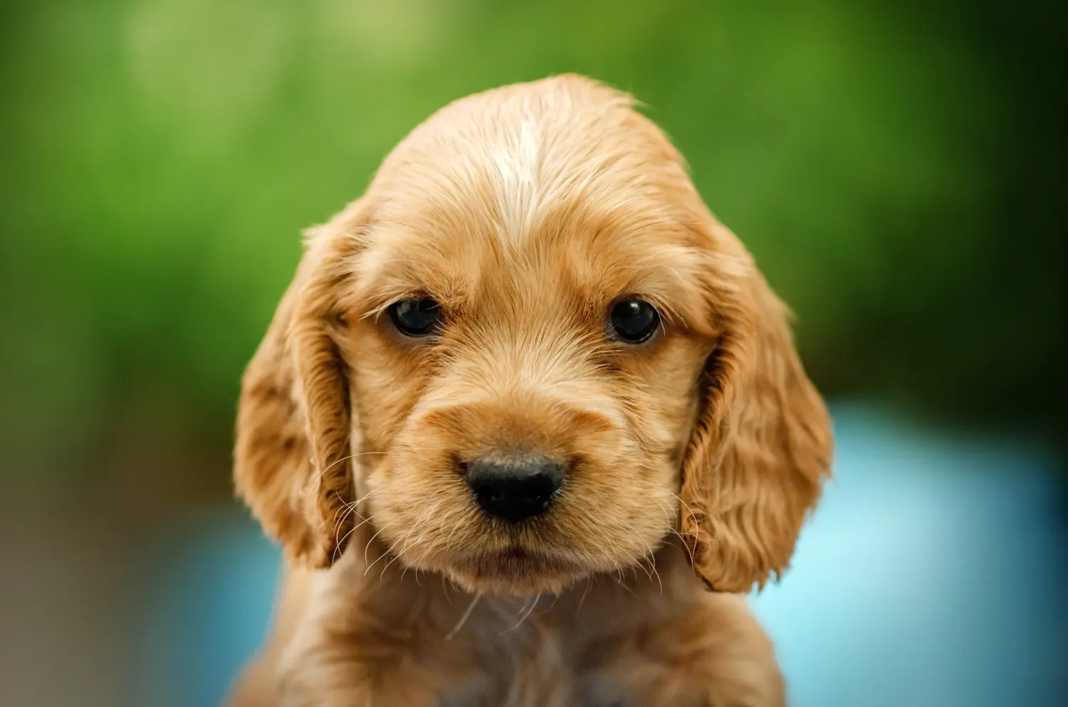 Zakup szczeniaka rasy cocker spaniel angielski oznacza wzięcie na siebie odpowiedzialności! Kup szczenięta rasy Cocker spaniel angielski.