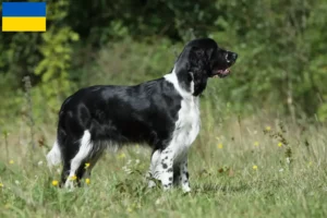 Read more about the article Springer spaniel angielski hodowcy i szczenięta w Ukraina