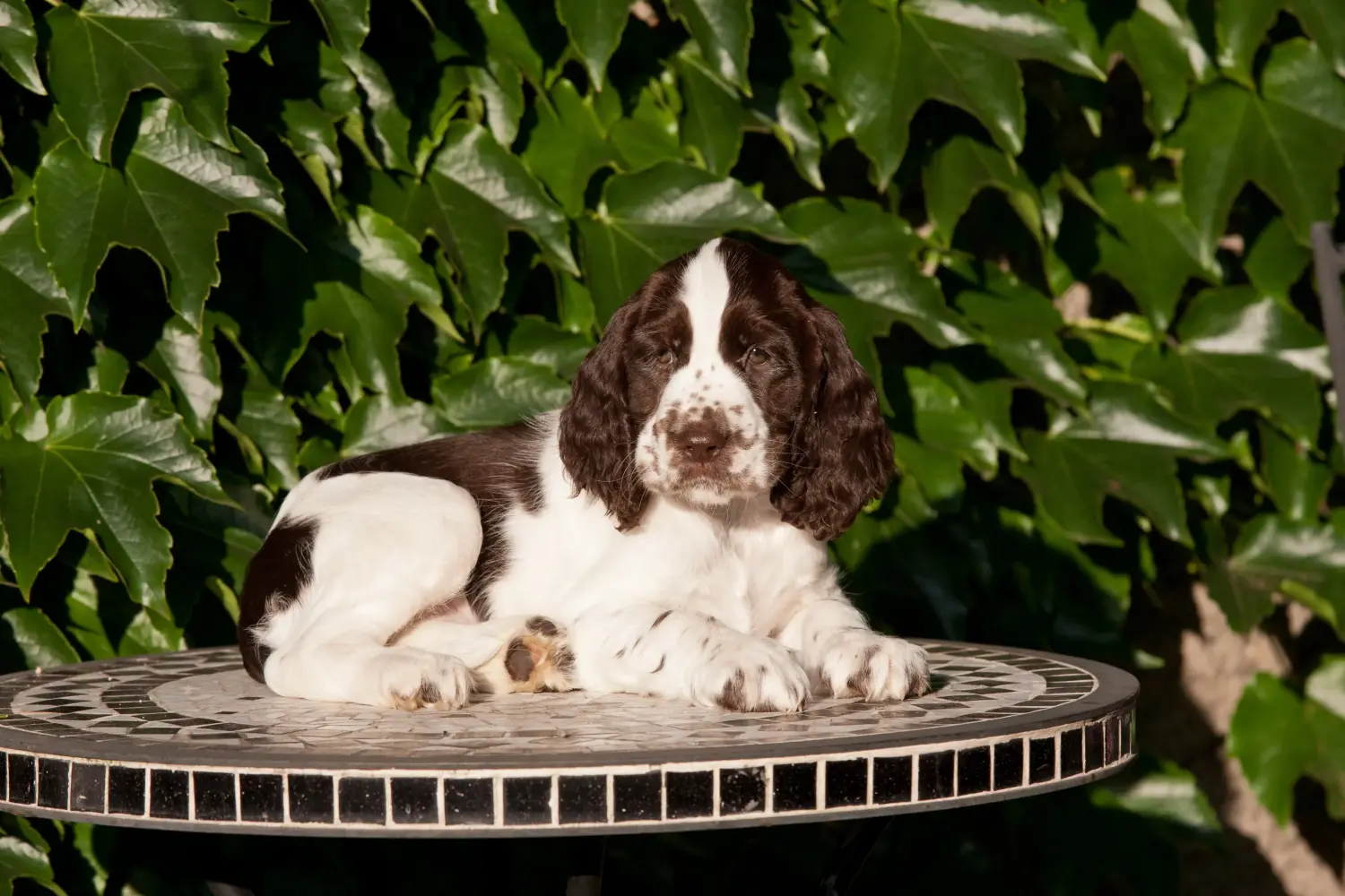 Kupno szczeniaka Springer Spaniela Angielskiego oznacza wzięcie na siebie odpowiedzialności! Kup szczenięta rasy Springer Spaniel Angielski.