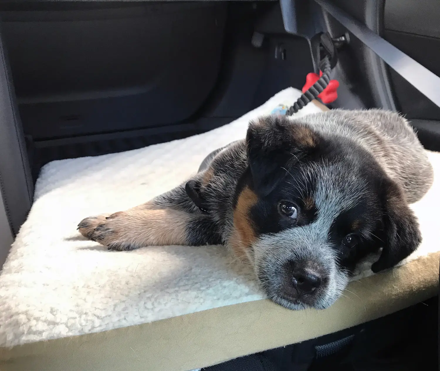 Kupno szczeniaka Australian Cattle Dog oznacza wzięcie na siebie odpowiedzialności! Kup szczenięta rasy Australian Cattle Dog.