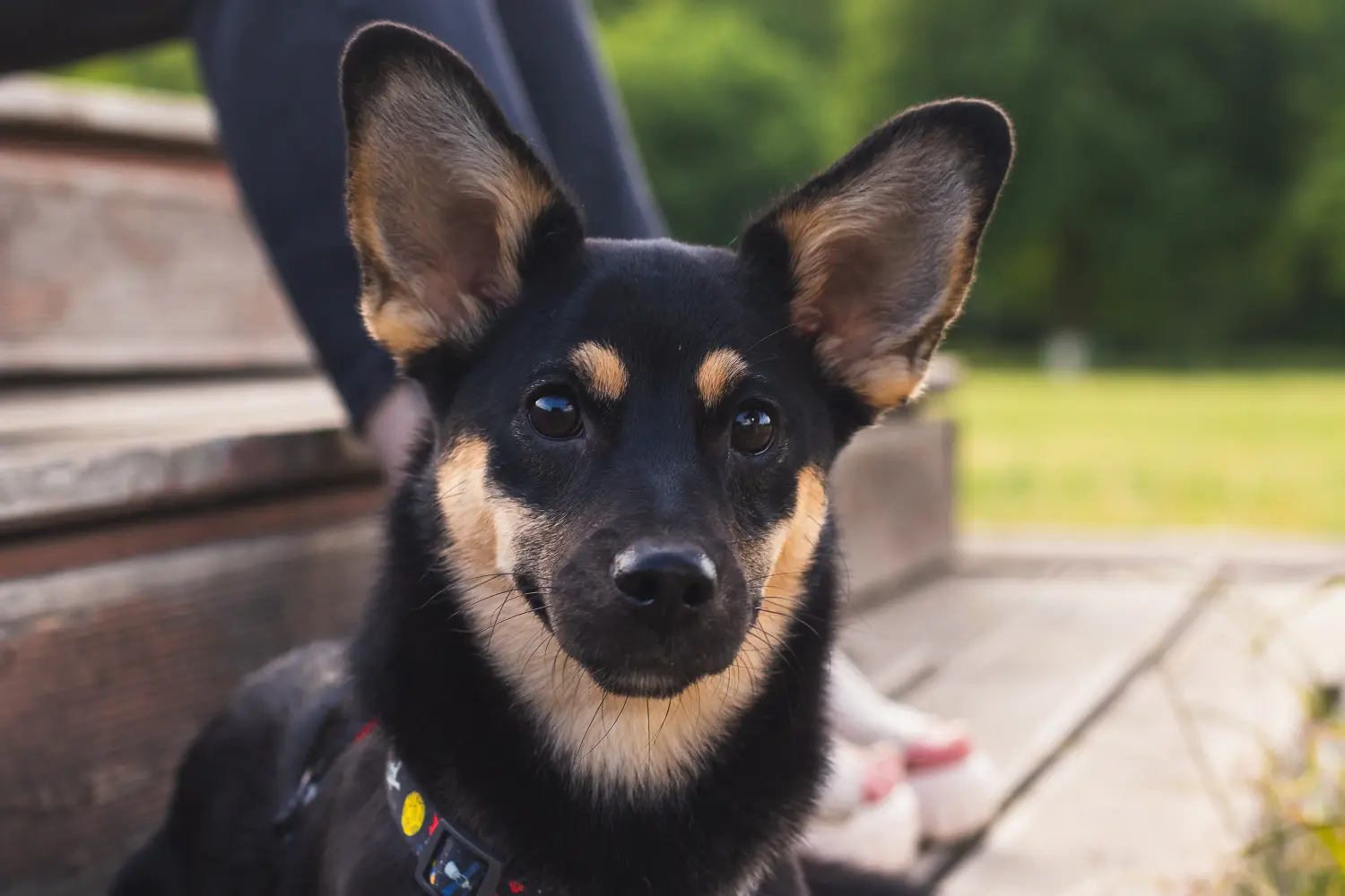 Kupno szczeniaka Australian Kelpie oznacza wzięcie na siebie odpowiedzialności! Kup szczenięta Australian Kelpie.
