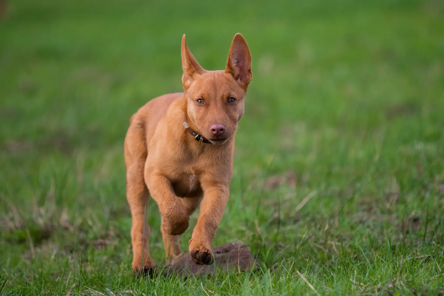 Kupno szczeniaka Australian Kelpie oznacza wzięcie na siebie odpowiedzialności! Kup szczenięta Australian Kelpie.