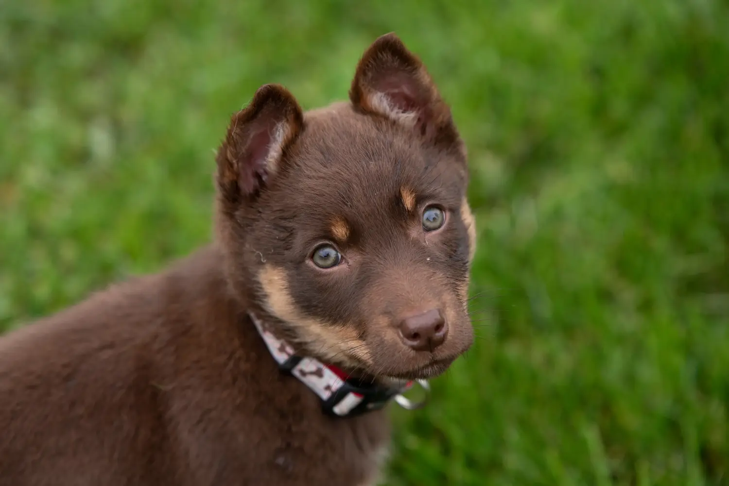 Kupno szczeniaka Australian Kelpie oznacza wzięcie na siebie odpowiedzialności! Kup szczenięta Australian Kelpie.