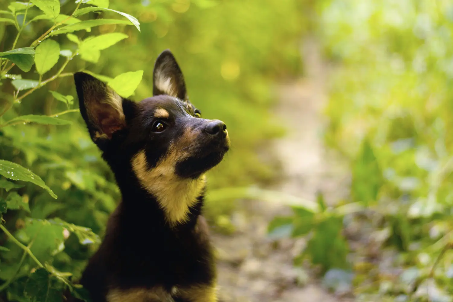Kupno szczeniaka Australian Kelpie oznacza wzięcie na siebie odpowiedzialności! Kup szczenięta Australian Kelpie.