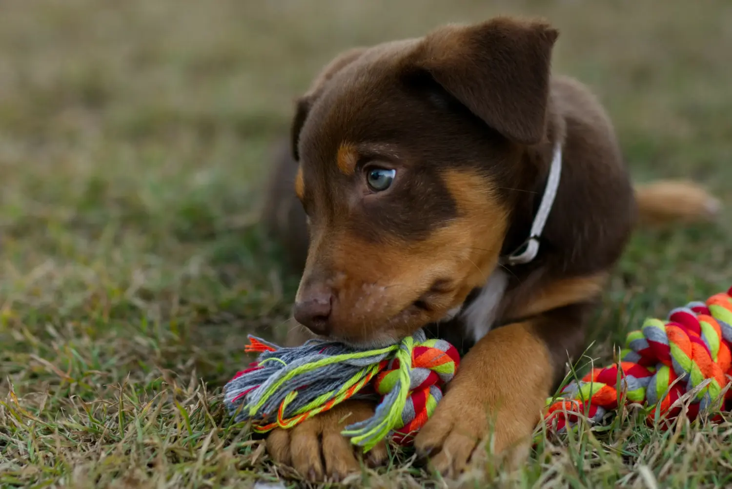 Kupno szczeniaka Australian Kelpie oznacza wzięcie na siebie odpowiedzialności! Kup szczenięta Australian Kelpie.
