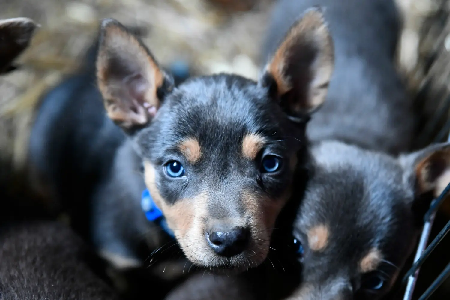 Kupno szczeniaka Australian Kelpie oznacza wzięcie na siebie odpowiedzialności! Kup szczenięta Australian Kelpie.