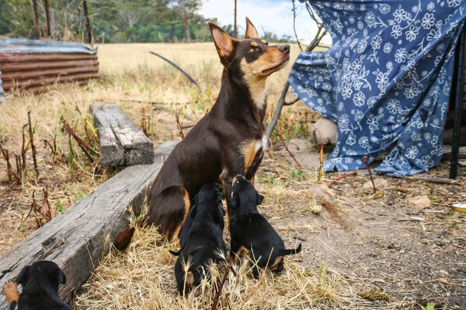 Kupno szczeniaka Australian Kelpie oznacza wzięcie na siebie odpowiedzialności! Kup szczenięta Australian Kelpie.
