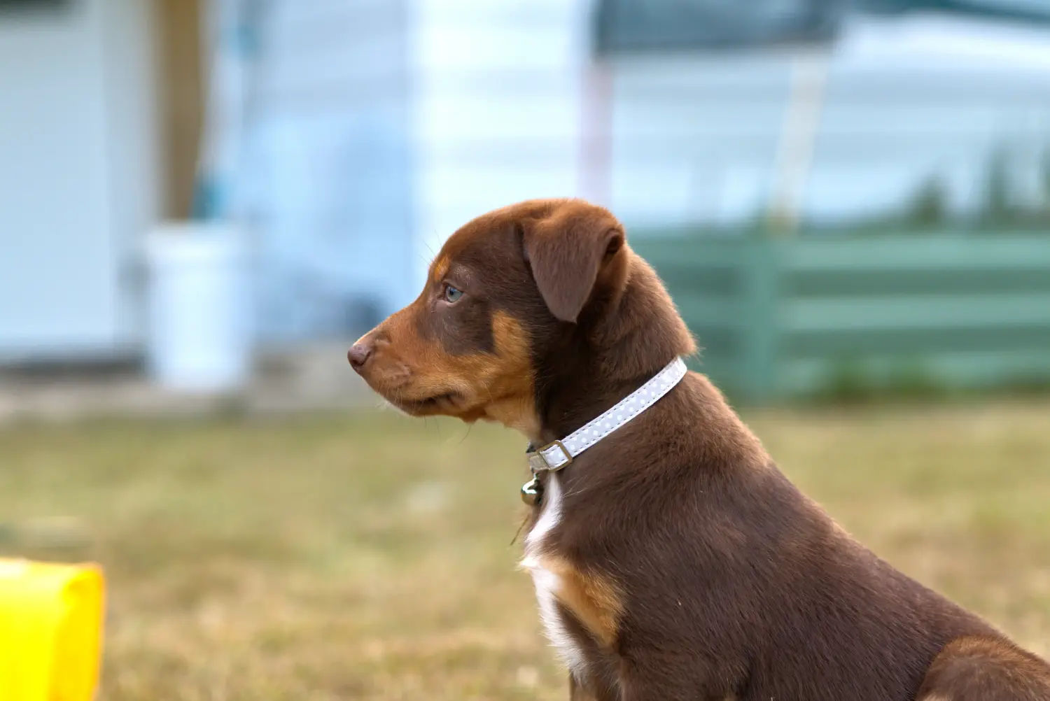 Kupno szczeniaka Australian Kelpie oznacza wzięcie na siebie odpowiedzialności! Kup szczenięta Australian Kelpie.