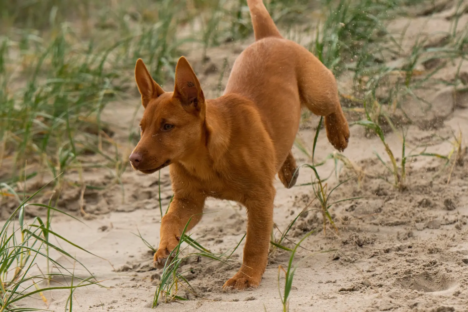 Kupno szczeniaka Australian Kelpie oznacza wzięcie na siebie odpowiedzialności! Kup szczenięta Australian Kelpie.
