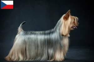 Read more about the article Hodowcy i szczenięta Australian silky terrier w Czechy