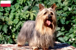 Read more about the article Australian Silky Terrier hodowcy i szczenięta w Polska