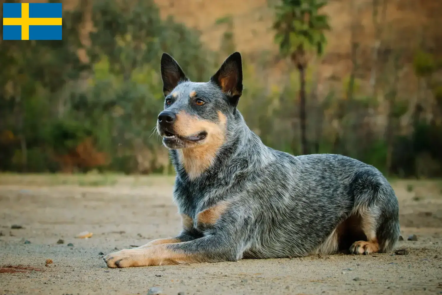 Australian Cattle Dog szczenięta i hodowcy Szwecja Znajdź hodowców australijskich psów pasterskich w Szwecja.