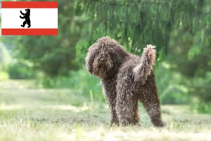 Read more about the article Hodowcy barbetów i szczenięta w Berlinie