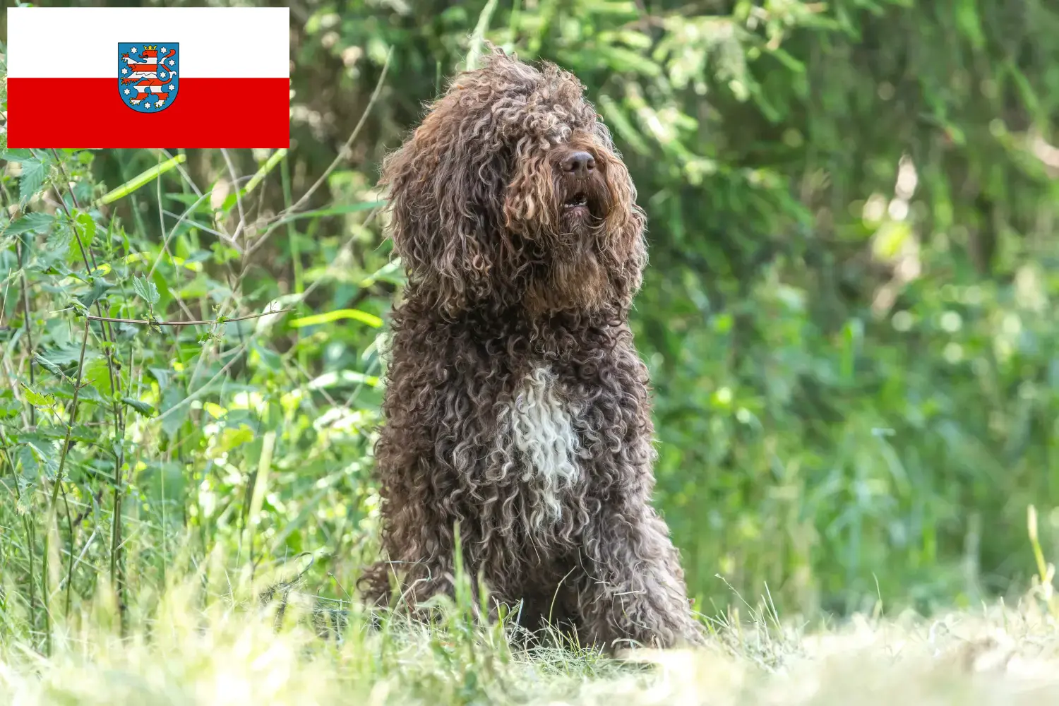 Barbet szczenięta i hodowcy Turyngia Tutaj można znaleźć hodowców Barbets w Turyngia.