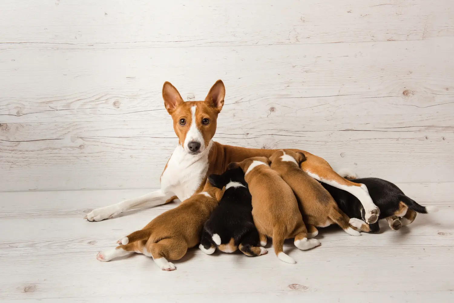 Kupno szczeniaka Basenji oznacza wzięcie na siebie odpowiedzialności! Kup szczenięta Basenji.