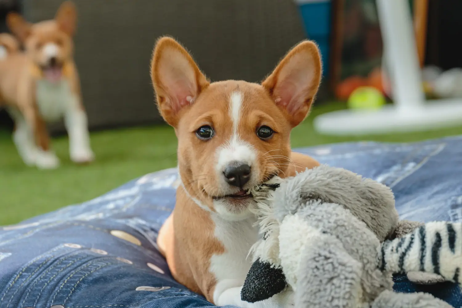 Kupno szczeniaka Basenji oznacza wzięcie na siebie odpowiedzialności! Kup szczenięta Basenji.