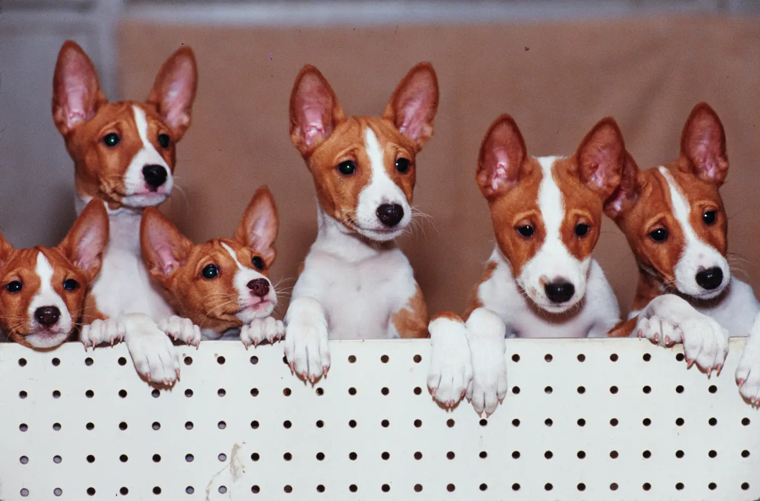 Kupno szczeniaka Basenji oznacza wzięcie na siebie odpowiedzialności! Kup szczenięta Basenji.