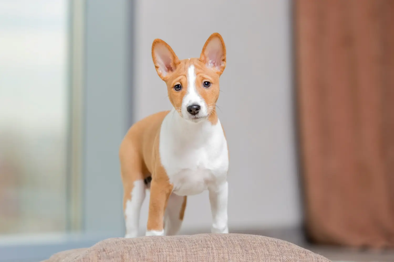 Kupno szczeniaka Basenji oznacza wzięcie na siebie odpowiedzialności! Kup szczenięta Basenji.