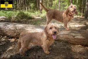 Read more about the article Basset fauve de Bretagne hodowcy i szczenięta w Badenia-Wirtembergia