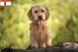 Read more about the article Basset fauve de Bretagne hodowcy i szczenięta w Berlin