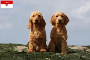 Read more about the article Basset fauve de Bretagne hodowcy i szczenięta w Brandenburgia