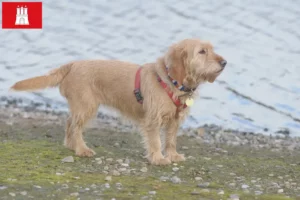Read more about the article Basset fauve de Bretagne hodowcy i szczenięta w Hamburg