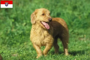 Read more about the article Basset fauve de Bretagne hodowcy i szczenięta w Hesja