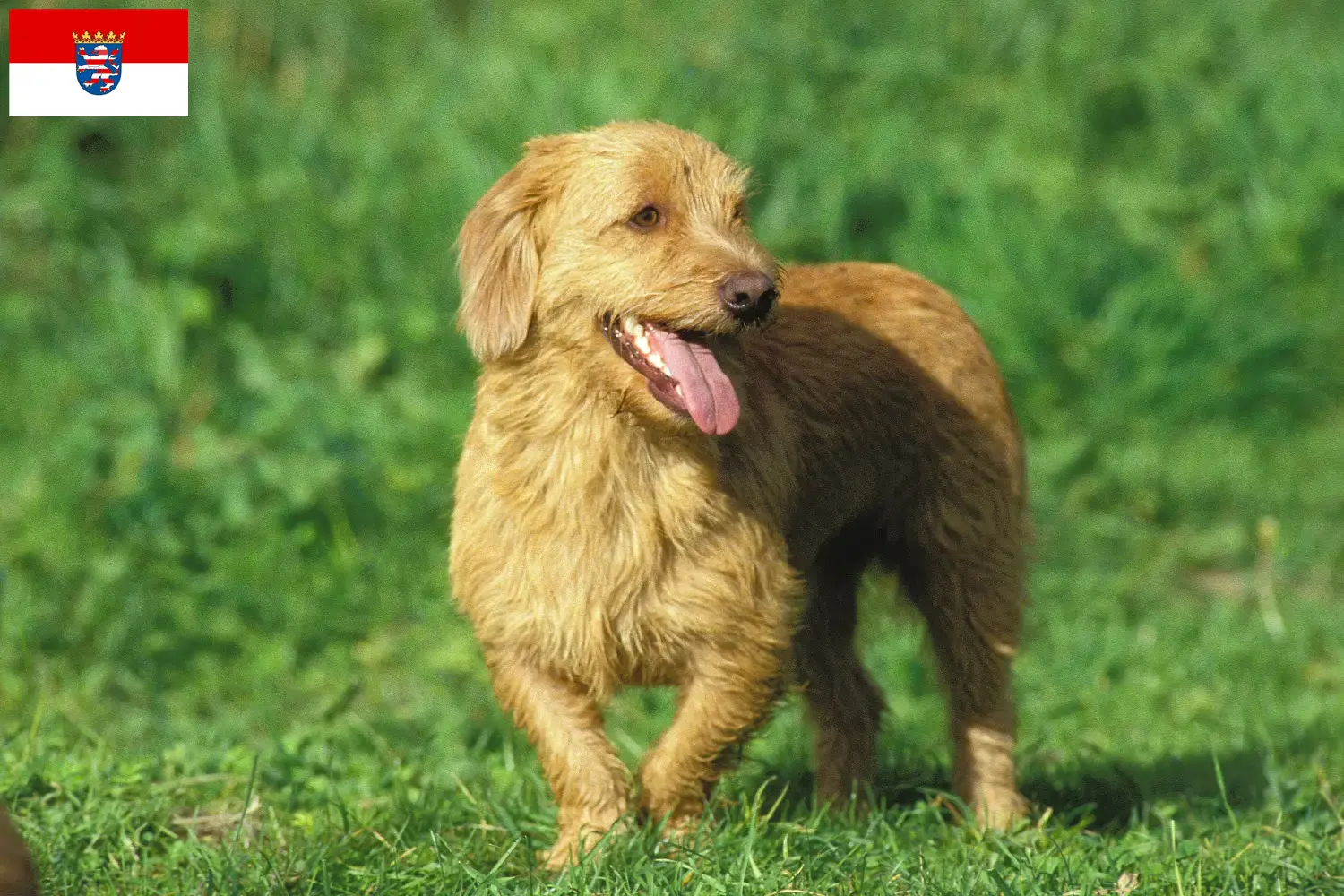 Basset fauve de Bretagne szczenięta i hodowcy Hesja Tutaj znajdziesz hodowców rasy Basset fauve de Bretagne w Hesja.