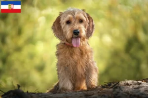 Read more about the article Basset fauve de Bretagne hodowcy i szczenięta w Szlezwik-Holsztyn