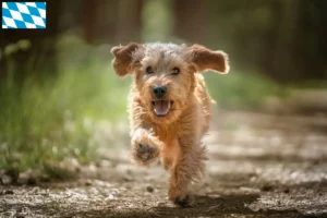 Read more about the article Basset fauve de Bretagne hodowcy i szczenięta w Bawaria