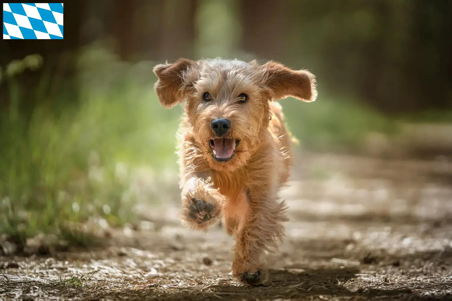 Basset fauve de Bretagne szczenięta i hodowcy Bawaria Znajdź hodowców Basset fauve de Bretagne w Bawaria.