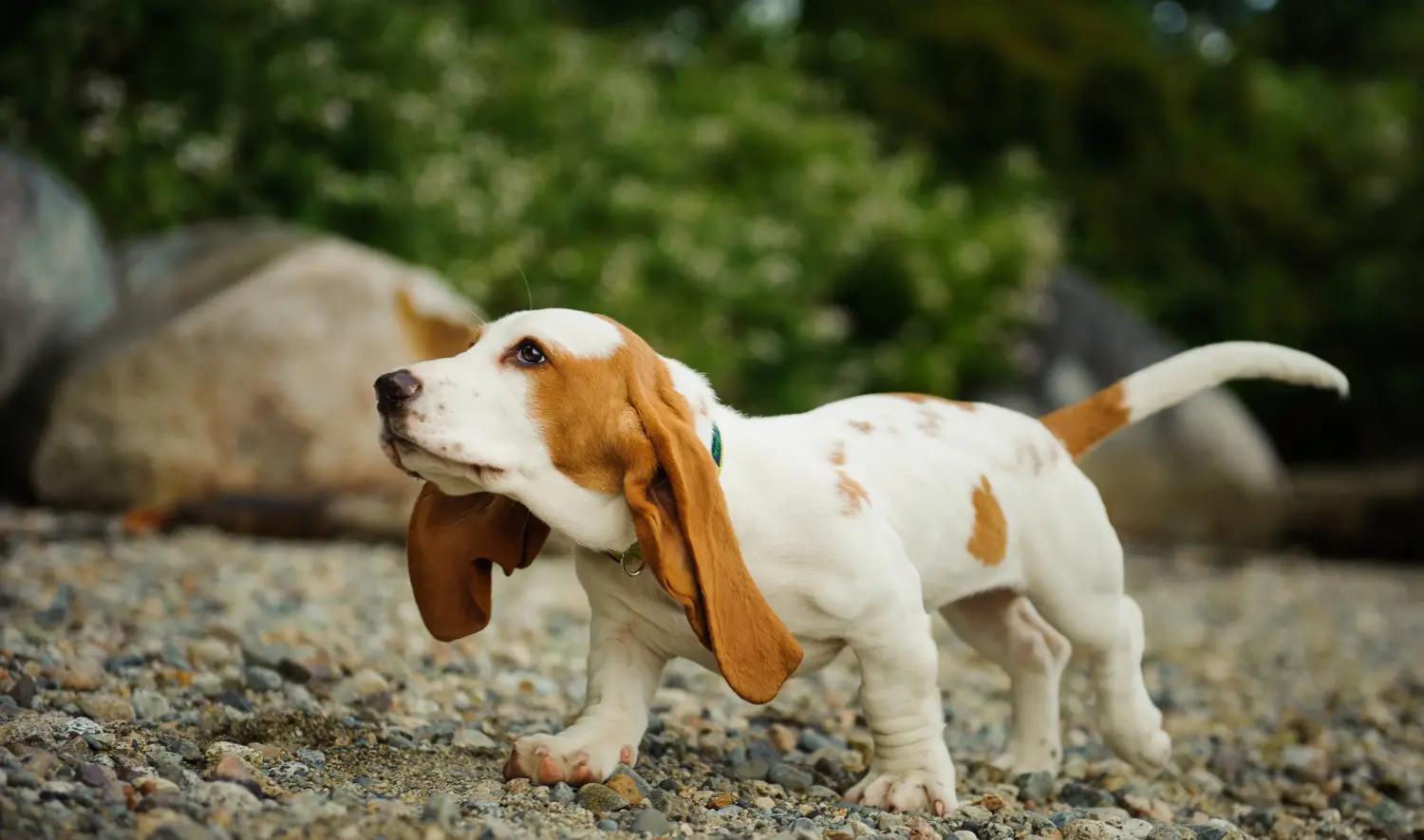 Kupno szczeniaka Basset Hound oznacza wzięcie na siebie odpowiedzialności! Kup szczenięta Basset Hound.