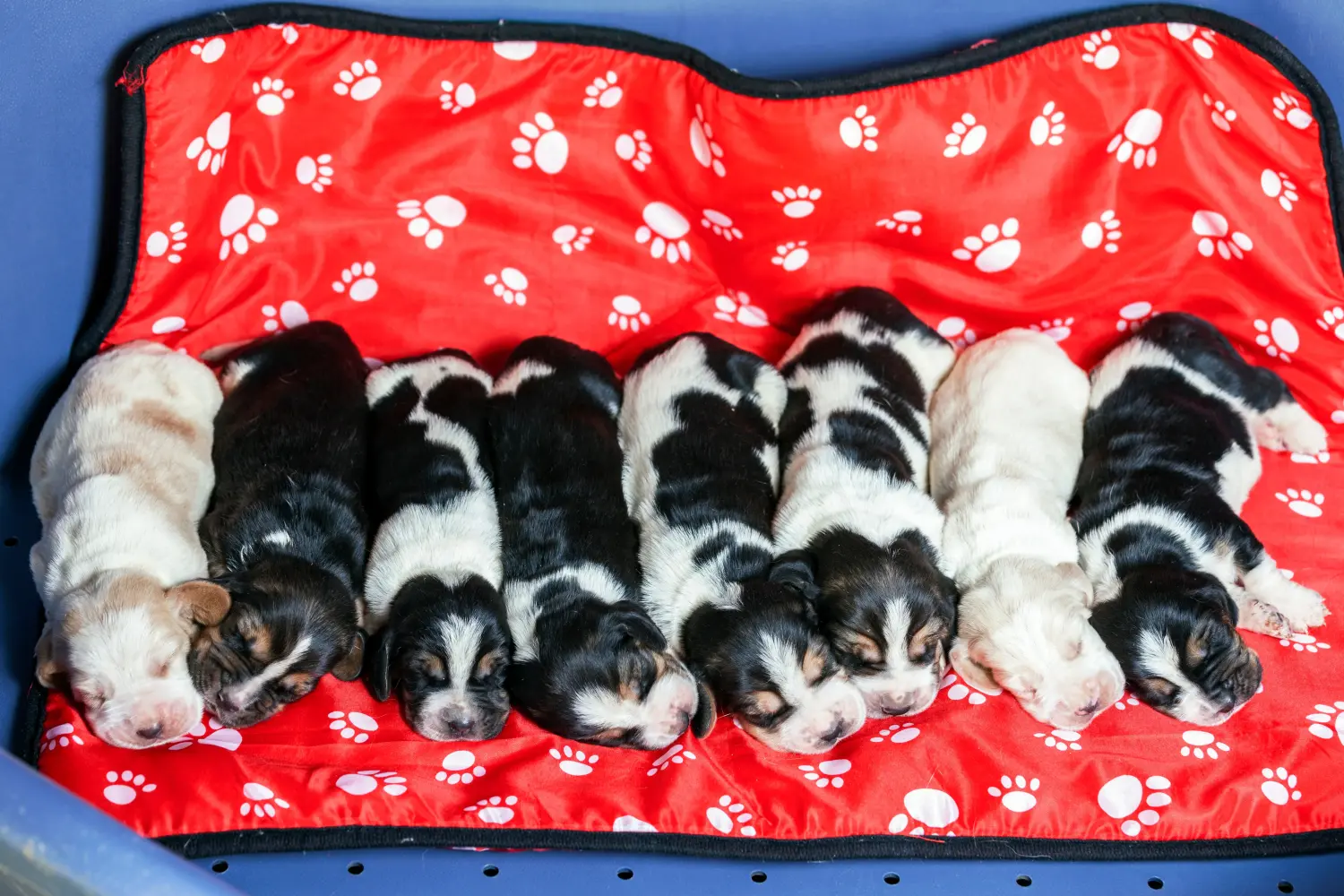 Kupno szczeniaka Basset Hound oznacza wzięcie na siebie odpowiedzialności! Kup szczenięta Basset Hound.