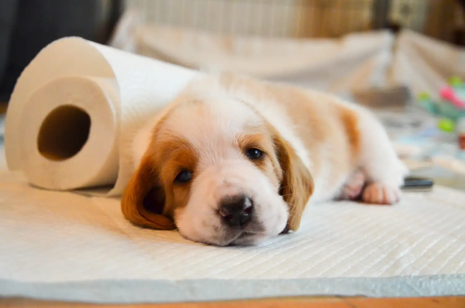 Kupno szczeniaka Basset Hound oznacza wzięcie na siebie odpowiedzialności! Kup szczenięta Basset Hound.