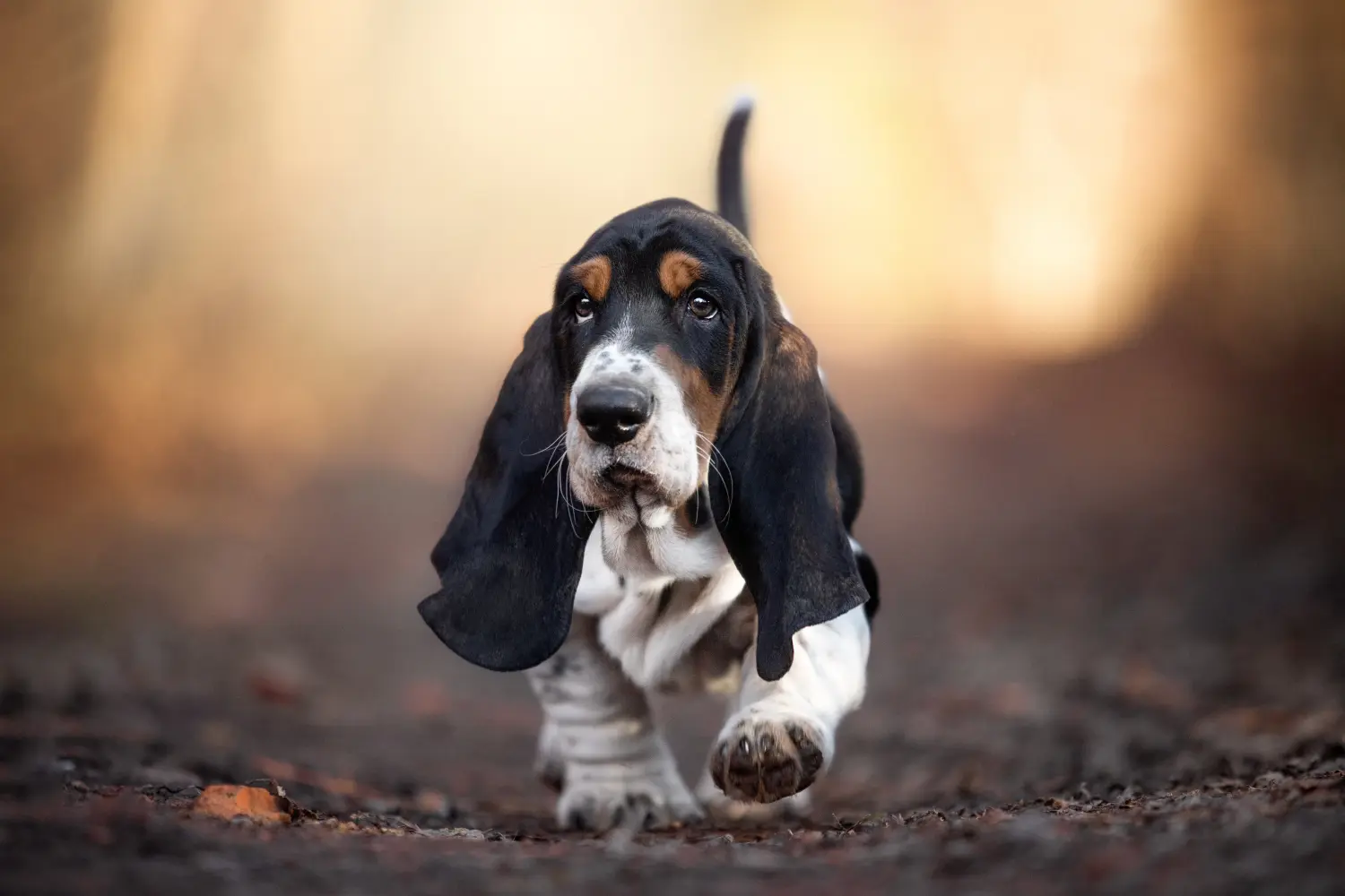 Kupno szczeniaka Basset Hound oznacza wzięcie na siebie odpowiedzialności! Kup szczenięta Basset Hound.